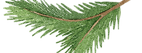 Green Pine Tree Branch
