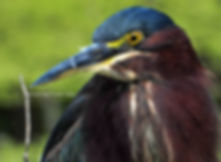 Green Heron Presenting Sponsor