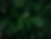 Pine Background.jpg