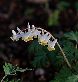dutchman's breeches 2.png
