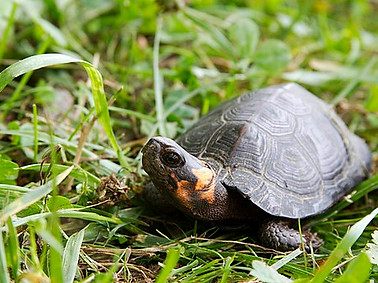 bog turtle.jpg