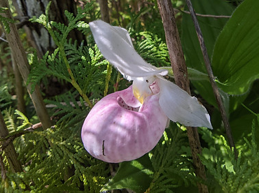 ladyslipper.jpg