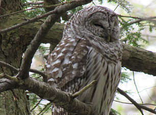 Friendship Woods 050419, Joe McMullen.JPG