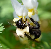 bumblebee on dutchman's breeches.jpg