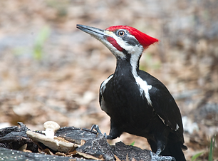 pileated woodpecker.png