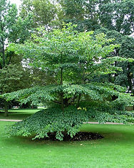 pagoda dogwood 2.jpg