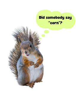corny squirrel.png