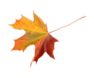 leaf.png