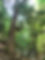 _Indian Hill Big Tree.jpg