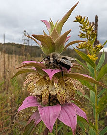 spotted beebalm 2.jpg