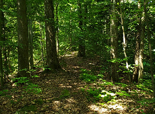Friendship Woods Trail.jpg