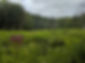 BaltimoreWoods_GriffithsFlats_PhotoByBWNC.jpg