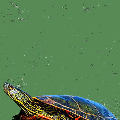 Site Rebuild Assets-2.png