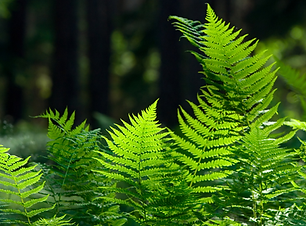 fern.png