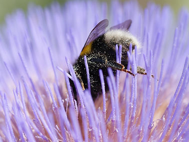 bumblebee-7306570_1920.jpg