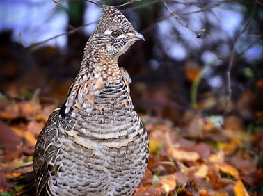 ruffed grouse.jpg