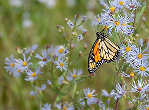 Image by James Wheeler